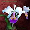 Cattleya Maggie Raphael Lavender, Orquideas del Valle